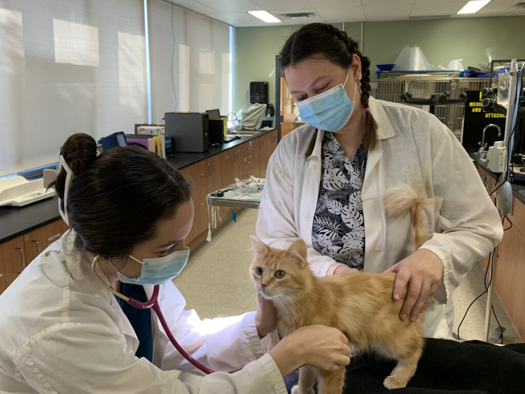 Vet Tech students with kitten