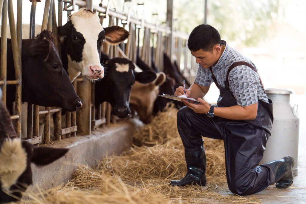 vet tech working with cattle in farm